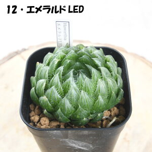 nI`A yVׁzIׂS12i 3dv nI`A p[vIuc[T WAi ʐ  ^CK[sO RN^X OM1 NS3 厇Iuc[T ʗ 󑐋 Pl