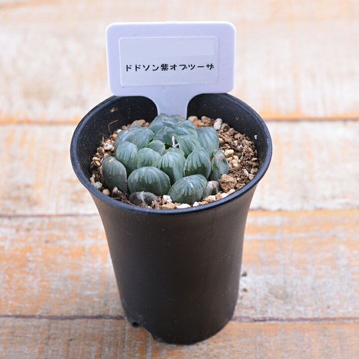 楽天市場 現品 多肉植物 ハオルチア ドドソン紫オブツーサ Fleur Town 吉本花城園