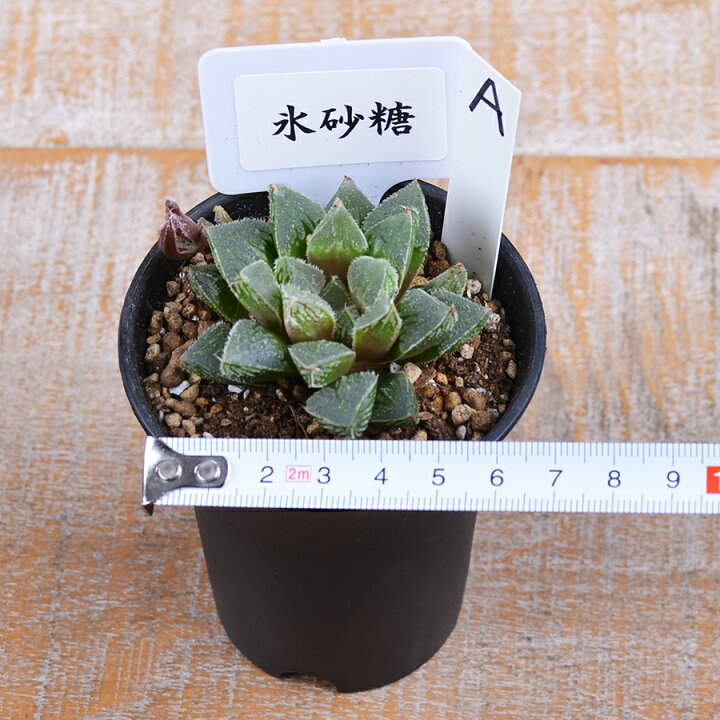 楽天市場 現品 多肉植物 ハオルチア 氷砂糖a 2 5号 Fleur Town 吉本花城園