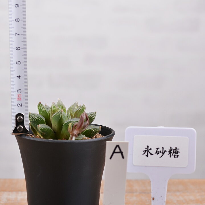 楽天市場 現品 多肉植物 ハオルチア 氷砂糖a 2 5号 Fleur Town 吉本花城園