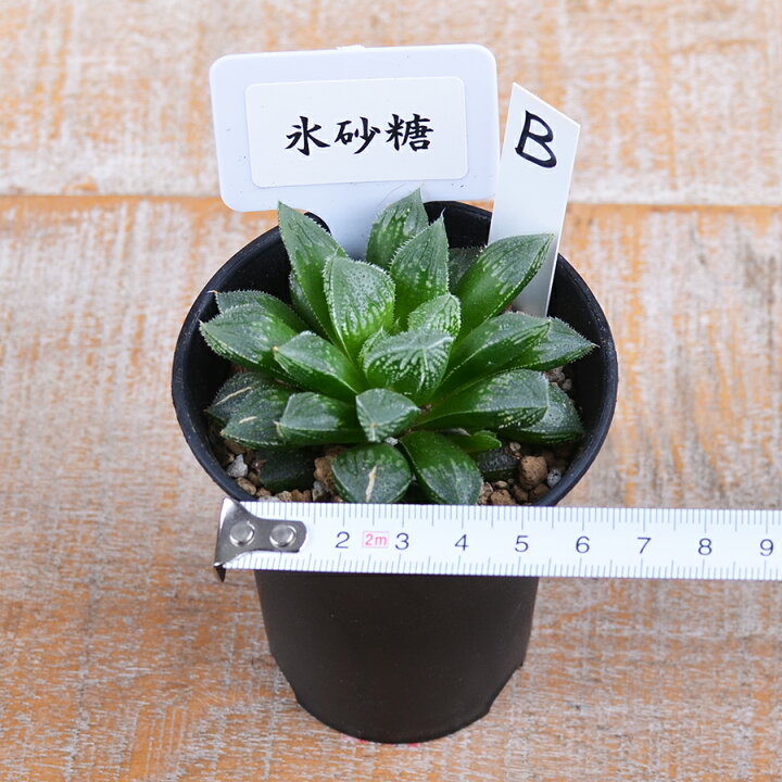 楽天市場 現品 多肉植物 ハオルチア 氷砂糖b 2 5号 Fleur Town 吉本花城園
