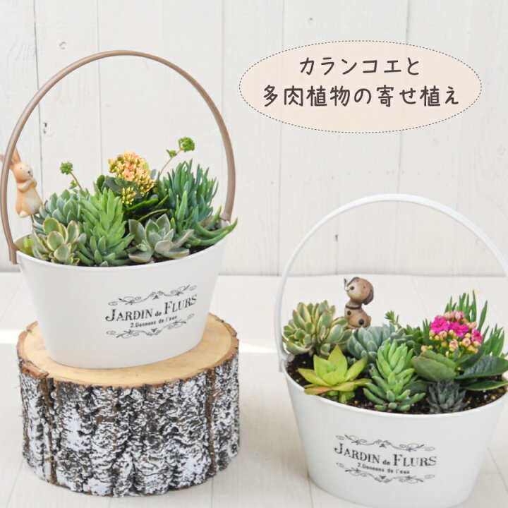 楽天市場】カランコエと多肉植物の寄せ植え バスケット 玄関 店舗前の 