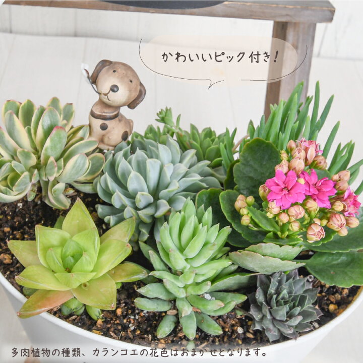 楽天市場】カランコエと多肉植物の寄せ植え バスケット 玄関 店舗前の 