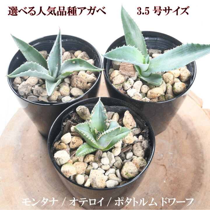 楽天市場】3品種から選べる アガベ 3.5号 モンタナ ポタトラム 
