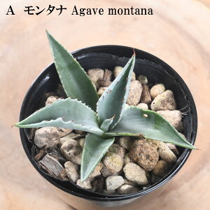 3i킩Iׂ AKx 3.5 ^i |^gh[t IeC 1|bg A hCK[f ϗtA