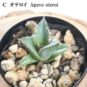 3i킩Iׂ AKx 3.5 ^i |^gh[t IeC 1|bg A hCK[f ϗtA