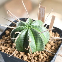 楽天市場】サボテン（種類（植物）ユーフォルビア）の通販