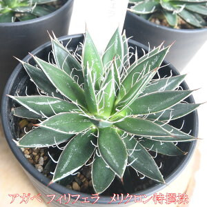 AKx tBtF 3.5 N A hCK[f ϗtA  Ă₷ v[gɂ tBg