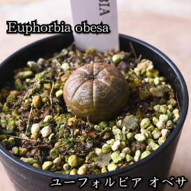 ユーフォルビア オベサ 2.5号 観葉植物 多肉植物 サボテン