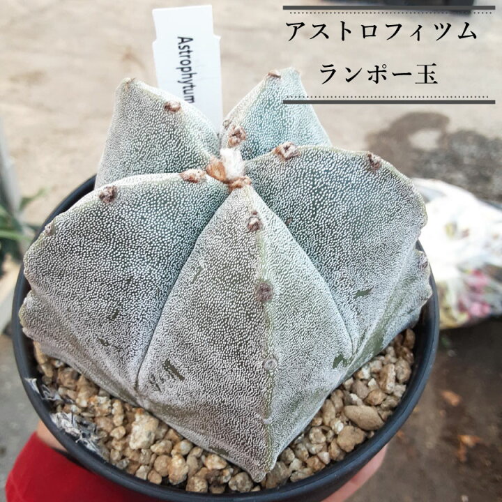 楽天市場】アストロフィツム ランポー玉 鸞鳳玉 おしゃれな サボテン 