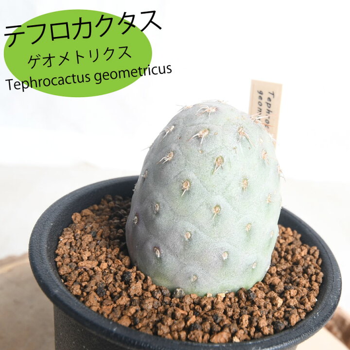 楽天市場】テフロカクタス ゲオメトリクス 3.5号 【送料無料 