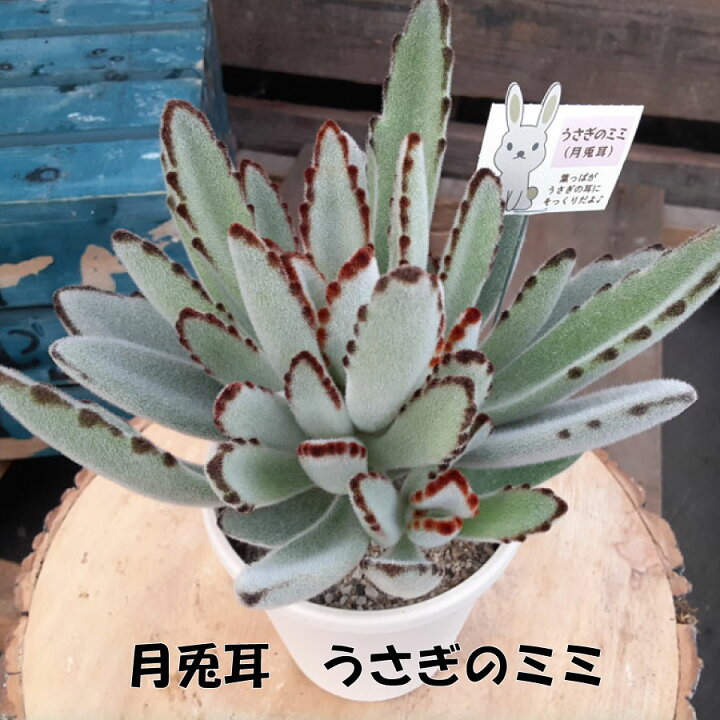 楽天市場】月兎耳 ツキトジ うさぎのみみ 人気の 多肉植物 かわいい 