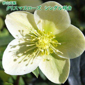 Rz NX}X[Y VO d炫 12cm|bgc | h ~̃K[fjO  sN sReB  F O[ p[v 4 JԌ