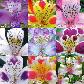 選べる10品種！宿根草 アルストロメリア コレクション 3.5号ポット苗