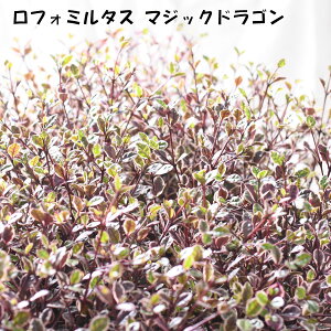 tH~^X }WbNhS 3 |bgc J[[t 񂹐A Β