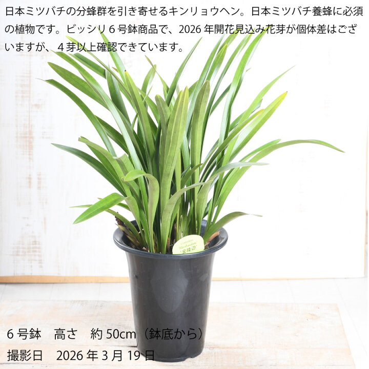 楽天市場】キンリョウヘン 金稜辺 ミツバチを呼ぶ 6号鉢 花芽付き 2026 