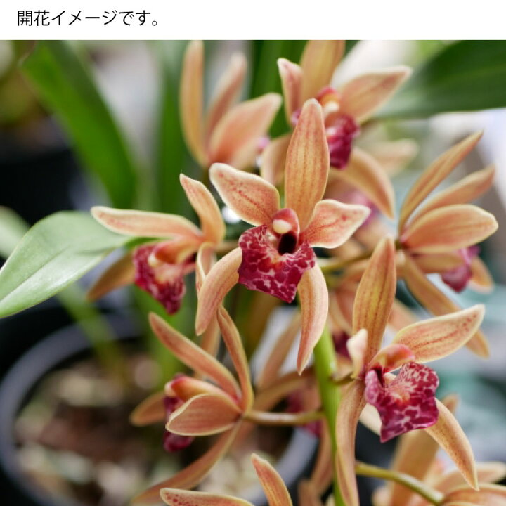 楽天市場】キンリョウヘン 金稜辺 ミツバチを呼ぶ 6号鉢 花芽付き 2026 