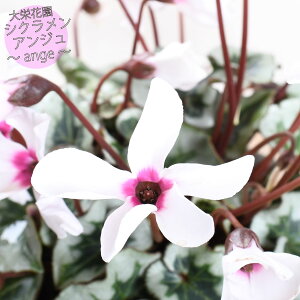 VN AW 4 hԉ yz ɍ炭 A Mtg a v[g  G߂̉  Ԕ j NX}X Ε t[Mtg