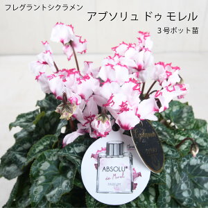 tOg VN Au\ hD  Vi 3|bg FVN Mtg v[g K[fVN 