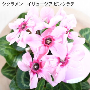 VN C[WA sNe Vi 3|bg b̃VN Mtg v[g K[fVN  nNT