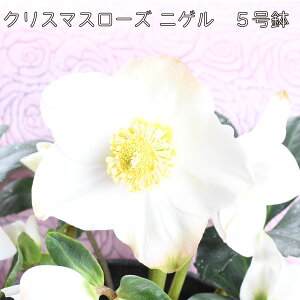 �N���X�}�X���[�Y �j�Q�� 5���� �J�Ԋ� ���� �w���{���X ���� �Ԃ�