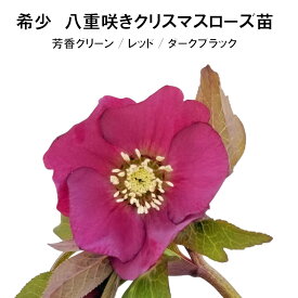 曽田園芸さん レア品種 八重咲クリスマスローズ 3.5号ポット苗 全3色 開花見込み株 芳香グリーン レッド ワインレッド ダーク ブラック レアMIX