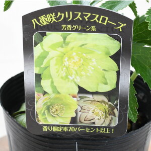 �]�c���|���� ���A�i�� ���d��N���X�}�X���[�Y 3.5���|�b�g�c �S3�F �J�Ԍ����݊� �F���O���[�� ���b�h ���C�����b�h �_�[�N �u���b�N ���AMIX