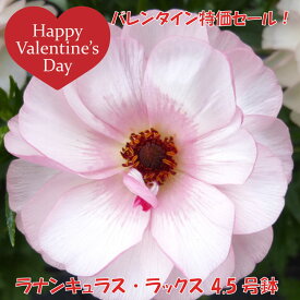 【バレンタイン特価セール！】 ラナンキュラス ラックス 4.5号鉢 ペネロペ アポロン ヴィーナス デュオニュソス アフロディーテ ヘレン ミネルバ ヘスティア サティロス ティーバ エリス ムーサ リュキア ペスタリス ジュピター ヘラ キュベレー 見元園芸