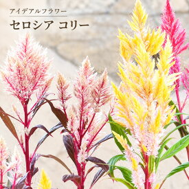 大牟田さん セロシア コリー お得な 色おまかせ 3.5号ポット苗 アイデアルフラワー 秋の花 寄せ植えに ケイトウ トサカケイトウ アプリコット キメラ ベージュ 旧霧島の秋 松永先生 人気の花苗