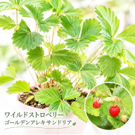 ワイルドストロベリー ゴールデンアレキサンドリア 赤実 2.5号ポット苗 いちご 野菜苗 マツバラフラワー…