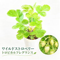 ワイルドストロベリー トロピカルフレグランス 白実 2.5号ポット苗 いちご 野菜苗 マツバラフラワーファ…