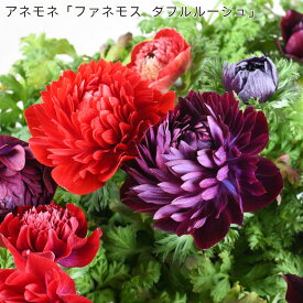 アネモネ ファネモス ダブルルージュ 八重咲き 3.5号ポット苗 石河園芸 球根植物 大輪花 赤 冬の花 ガーデニング 寄せ植えに キンポウゲ科