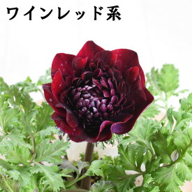 アネモネ ファネモス ダブルルージュ 八重咲き 3.5号ポット苗 石河園芸 球根植物 大輪花 赤 冬の花 ガーデニング 寄せ植えに キンポウゲ科