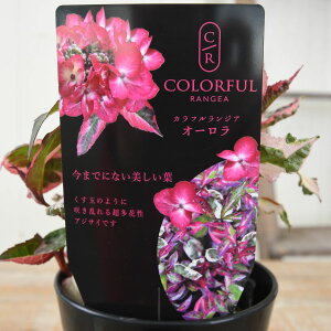 hԉ AWTC JtWA I[bh y2025N10ׁz 9cm |bgc JtWA hԉ  z