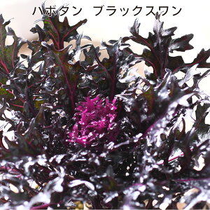 tO n{^ q ubNX 3.5|bgc ̂ v~Aȃn{^ 񂹐A K[fjO [X