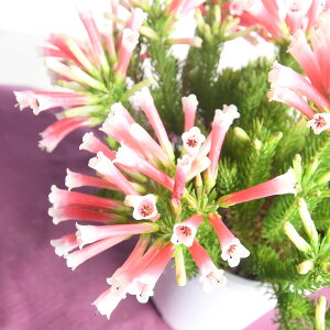 GJ xXeB^ bhXvCg 4.5 ccW ~̉ sN  ϊΒ