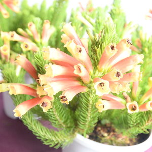 GJ xXeB^ VCjOXvCg 4.5 ccW ~̉ sN  IW ϊΒ