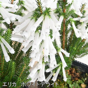 GJ zCgfCg 3|bgc ccW Β sN Fς H~̉ 񂹐A