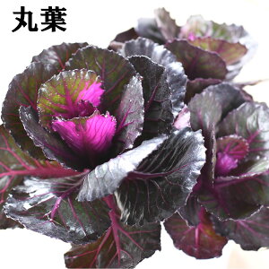 tO n{^ q C 3{A 2.5|bgc ̂ v~Aȃn{^ 񂹐A K[fjO [X ۗt MUt