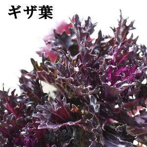 tO n{^ q C 3{A 2.5|bgc ̂ v~Aȃn{^ 񂹐A K[fjO [X ۗt MUt