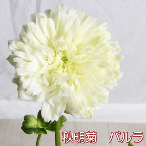 He VECMN p 3.5|bg  d炫 񂹐A Ԓd h