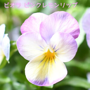 rI sNbv 3.5|bgc ԕc K[fjO ~̉ 񂹐A