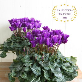 【予約品 11月末より順次発送】香り シクラメン 5号 鉢植え ギフト アメジストブルー セレナーディア アロマブルー プレゼント お歳暮 クリスマス フラワーギフト ブルー系 青系 で香りもある品種 ご予約品 11月下旬以降順次発送