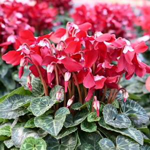 y\iz2025NXVACeIVN 劔 6 5 ChX s[`S[fK[ WbNX Cbhn sN CG[ t[Mtg NX}X a 