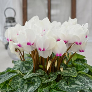 y\iz2025NXVACeIVN 劔 6 5 ChX s[`S[fK[ WbNX Cbhn sN CG[ t[Mtg NX}X a 