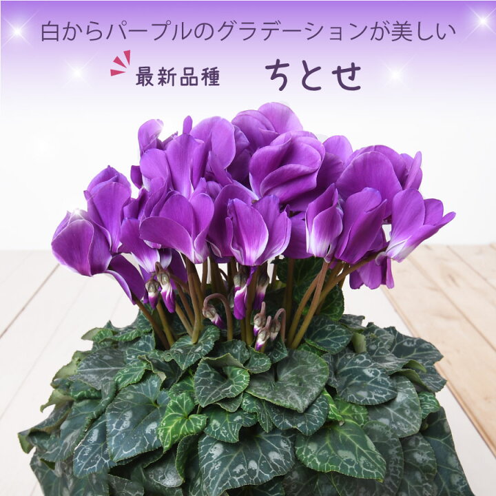 楽天市場 ご予約品 12月上旬以降のお届け シクラメン ちとせ 鉢植え ギフト 5号鉢 花の ギフト プレゼント お歳暮 クリスマス お正月 フラワーギフト Fleur Town 吉本花城園