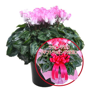 y\i 11菇z ґȃv~A VN A Mtg 6 Iׂ15i Ԃ Mtg v[g Ε NX}X  t[Mtg