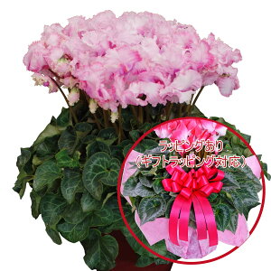 y\i 11菇z ґȃv~A VN A Mtg 6 Iׂ15i Ԃ Mtg v[g Ε NX}X  t[Mtg