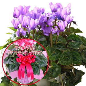 yX[p[SALE|Cg5{z ґȃv~A VN A Mtg 6 Iׂ15i Ԃ Mtg v[g Ε NX}X  t[Mtg