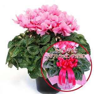 yX[p[SALE|Cg5{z ґȃv~A VN A Mtg 6 Iׂ15i Ԃ Mtg v[g Ε NX}X  t[Mtg